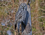 Lappuggla Great Grey Owl Gstrikland.jpg
