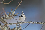 Tofsmes Crested Tit