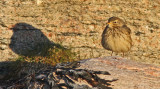 Buff-bellied Pipit