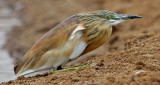 Squacco Heron kuwait