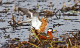 Red  Phalarope Alaska