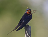 Ladusvala Barn Swallow Dalarna