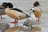  Smew Goosander Common Merganser.jpg