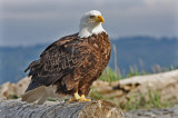 Bald Eagle Homer Spit