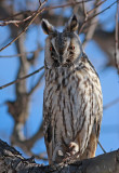 Hornuggla Northern Long-eared Owl Uppland