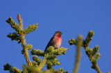 Grsiska Common Redboll