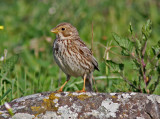  Kornsparv Corn Bunting.jpg Spanien