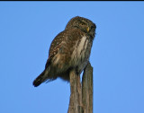 Sparvuggla Pygmy Owl