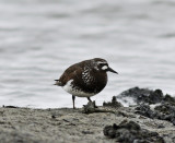 Svart Roskarl Black Turnstone Alaska.jpg