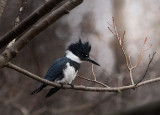 Belted Kingfisher