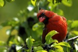 Northern Cardinal