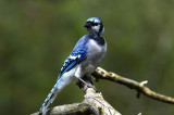 Blue Jay