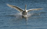 Mute Swan