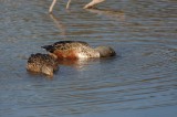 Northern Shoveler (Male & Female)