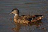Wood Duck (Juvenile)