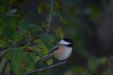 Black-Capped Chickadee