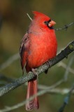 Northern Cardinal