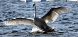 Trumpeter Swan