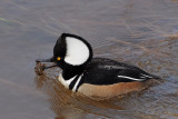 Hooded Merganser