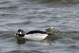 Common Goldeneye (Male)