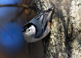 White-Breasted Nuthatch