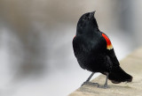 Red-Wing Blackbird