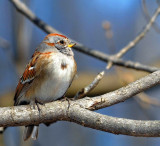 American Tree Sparrow