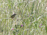 Grasshopper Sparrow