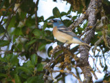 Lazuli Bunting