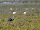 Lesser Rhea through heat haze