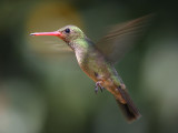 Gilded Sapphire (aka Gilded Hummingbird) - female