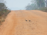 Red-winged Tinamou