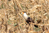 Crested Caracara.jpg