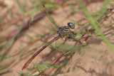 Russet-tipped Clubtail.jpg