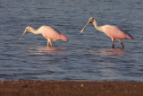 Roseate Spoonbill.jpg