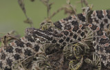 Pygmy Rattlesnake.jpg