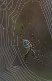 Banded Argiope.jpg