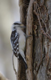 Downy Woodpecker1.jpg