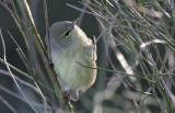 Orange-crowned Warbler.jpg