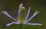 Ten-petal Anemone.jpg