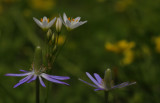 Ten-petal Anemone2.jpg