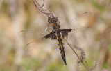 Common Baskettail.jpg