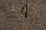 Eastern Tiger Swallowtail.jpg