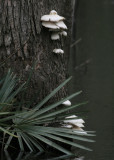 Fungi1.jpg