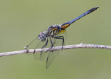 Blue Dasher.jpg