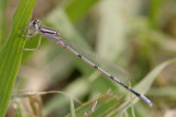 Familiar Bluet.jpg