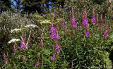 Flowers on the Trail