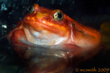Tomato Frog - (Dyscophus antongilli)
