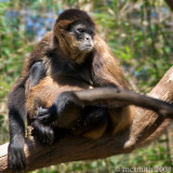 Black-Handed Spider Monkey - (Ateles geoffroyi)