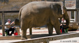 Elephant Pedicure